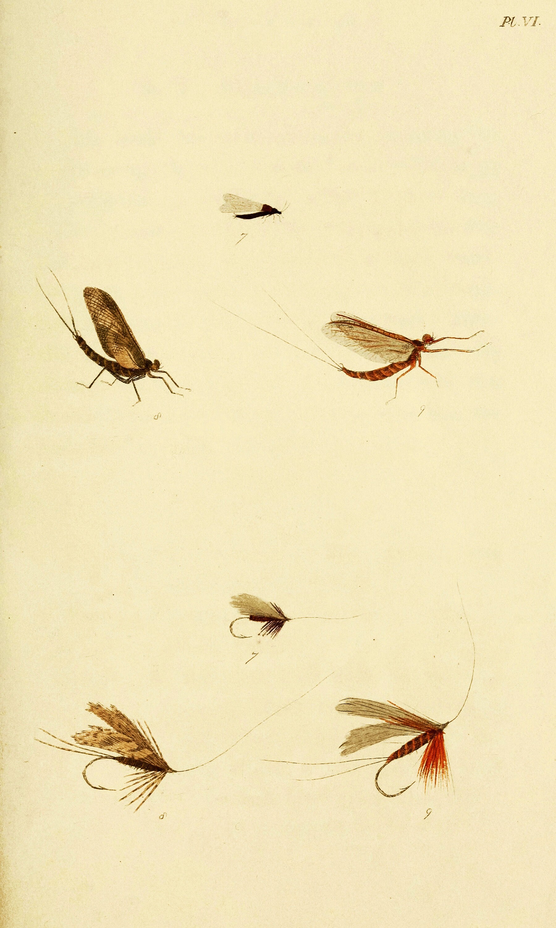 Fisher Insect Fly Fisher's Entomology Vintage Trout Insect Illustrations | Image ...