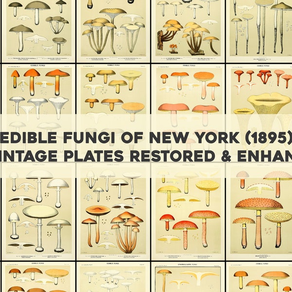 Vintage Mushrooms Illustrations 17 Plates Printable Wall Art Bundle Edible Wild Poisonous Fungi Mycology Digital Download Commercial Use