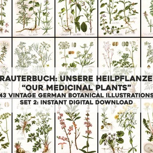 Kräuterbuch Heilpflanzen Set 2 - 43 Botanische Bilder | Bild Bundle Druckbare Wandkunst | Sofortiger digitaler Download Kommerzielle Nutzung