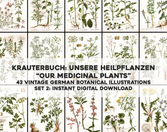 May include: A set of 43 vintage German botanical illustrations of medicinal plants. The illustrations are in colour and feature detailed drawings of the plants. The title of the set is "Krauterbuch: Unsere Heilpflanzen "Our Medicinal Plants"".
