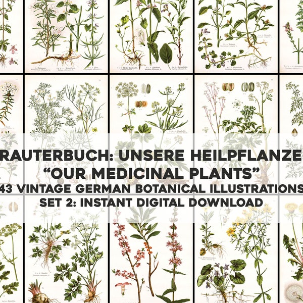 German Herbal Book Medicinal Plants Set 2 - 43 Botanical Images | Image Bundle Printable Wall Art | Instant Digital Download Commercial Use