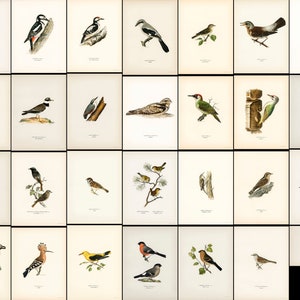 Pu&ograve; includere: Una collezione di 36 illustrazioni vintage di diverse specie di uccelli. Le illustrazioni sono dipinte a mano ad acquerello e presentano rappresentazioni dettagliate del piumaggio, del becco e degli artigli degli uccelli. Gli uccelli sono raffigurati in una variet&agrave; di pose, tra cui appollaiati su rami, in volo e mentre cantano.