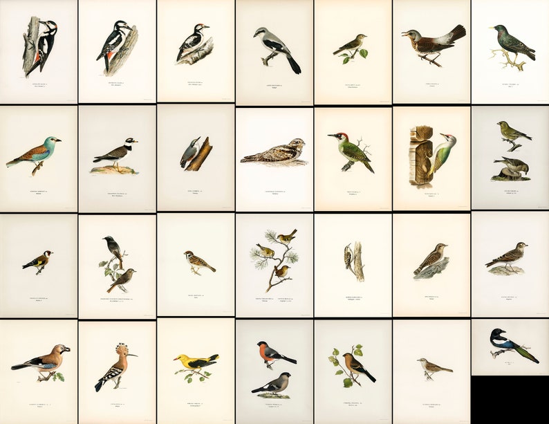 Pu&ograve; includere: Una collezione di 36 illustrazioni vintage di diverse specie di uccelli. Le illustrazioni sono dipinte a mano ad acquerello e presentano rappresentazioni dettagliate del piumaggio, del becco e degli artigli degli uccelli. Gli uccelli sono raffigurati in una variet&agrave; di pose, tra cui appollaiati su rami, in volo e mentre cantano.