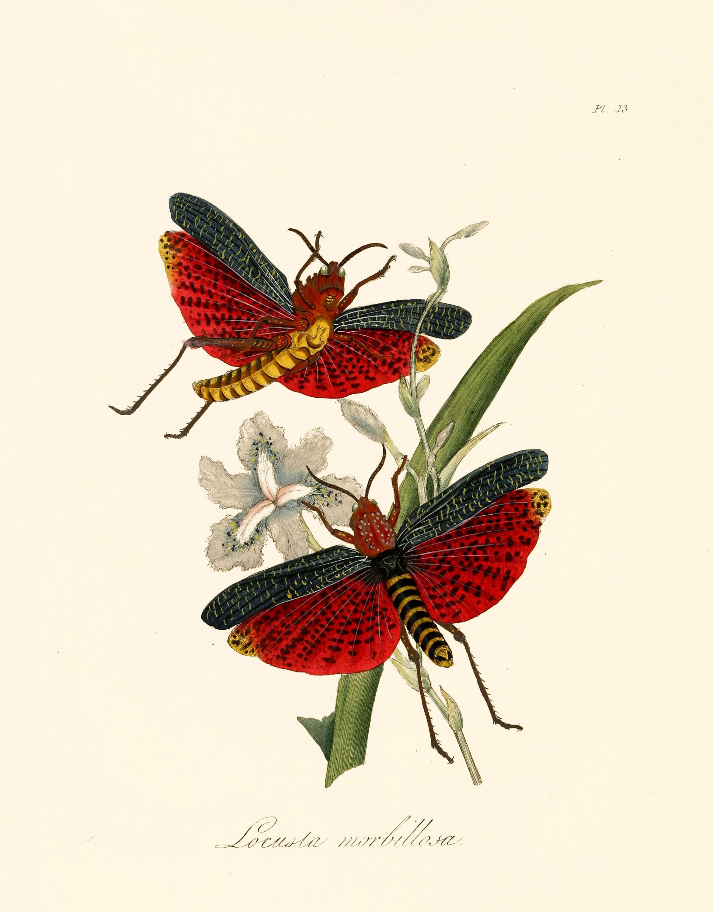 48 Vintage Images From Natural History Insects of China | Insect ...