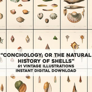 Puede incluir: Una colección de 61 ilustraciones vintage de conchas marinas, con un título que dice "Conchología; o la historia natural de las conchas".