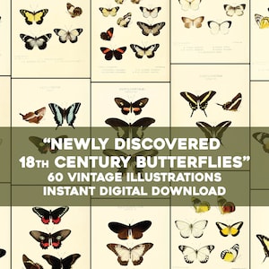 60 jolies illustrations de papillons Assiettes du XVIIIe siècle | Image Bundle Art mural imprimable | Téléchargement numérique instantané Utilisation commerciale