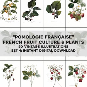 50 Whitened French Pomology Fruit Illustrations Botanical | HQ Image Bundle/Printable Wall Art | Instant Digital Download Commercial Use 4