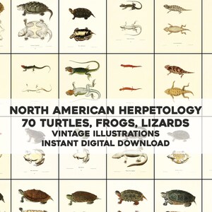 May include: A digital download of 70 vintage illustrations of North American turtles, frogs, and lizards. The illustrations are in black and white and feature a variety of species.
