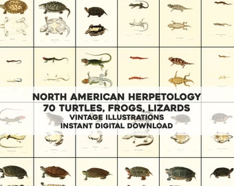 70 Frogs Turtles & Lizards N. American Herpetology | HQ Image Bundle Printable Wall Art | Instant Digital Download | Physical Commercial use
