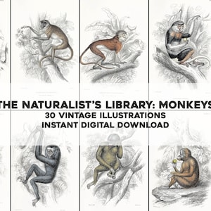 May include: A collage of 30 vintage illustrations of monkeys in black and white. The title "The Naturalist's Library: Monkeys" and "30 Vintage Illustrations Instant Digital Download" are displayed in the center of the image.