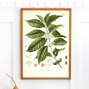 Arabische Kaffeepflanze | Einzelne druckbare Wandkunst | Kohlers Heilpflanzen | Vintage Botanische Blumen Illustration Digital Download