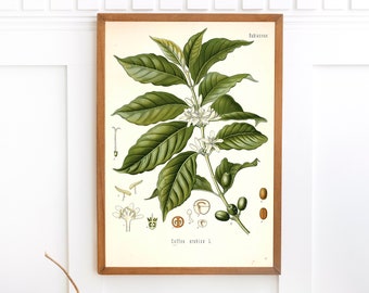 Arabian Coffee Plant Print | Single Printable Wall Art | Kohler's Medicinal Plants | Vintage Botanical Flower Illustration Digital Download