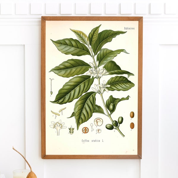 Arabian Coffee Plant Print | Single Printable Wall Art | Kohler's Medicinal Plants | Vintage Botanical Flower Illustration Digital Download