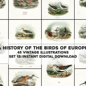 45 hermosas ilustraciones de la historia de las aves de Europa / Paquete de imágenes Paquete de arte de pared imprimible / Descarga digital instantánea Uso comercial 12