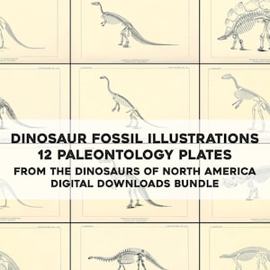 Puede incluir: Un conjunto de 12 ilustraciones en blanco y negro de esqueletos de dinosaurios. Las ilustraciones son de "The Dinosaurs of North America" y forman parte de un paquete de descargas digitales.