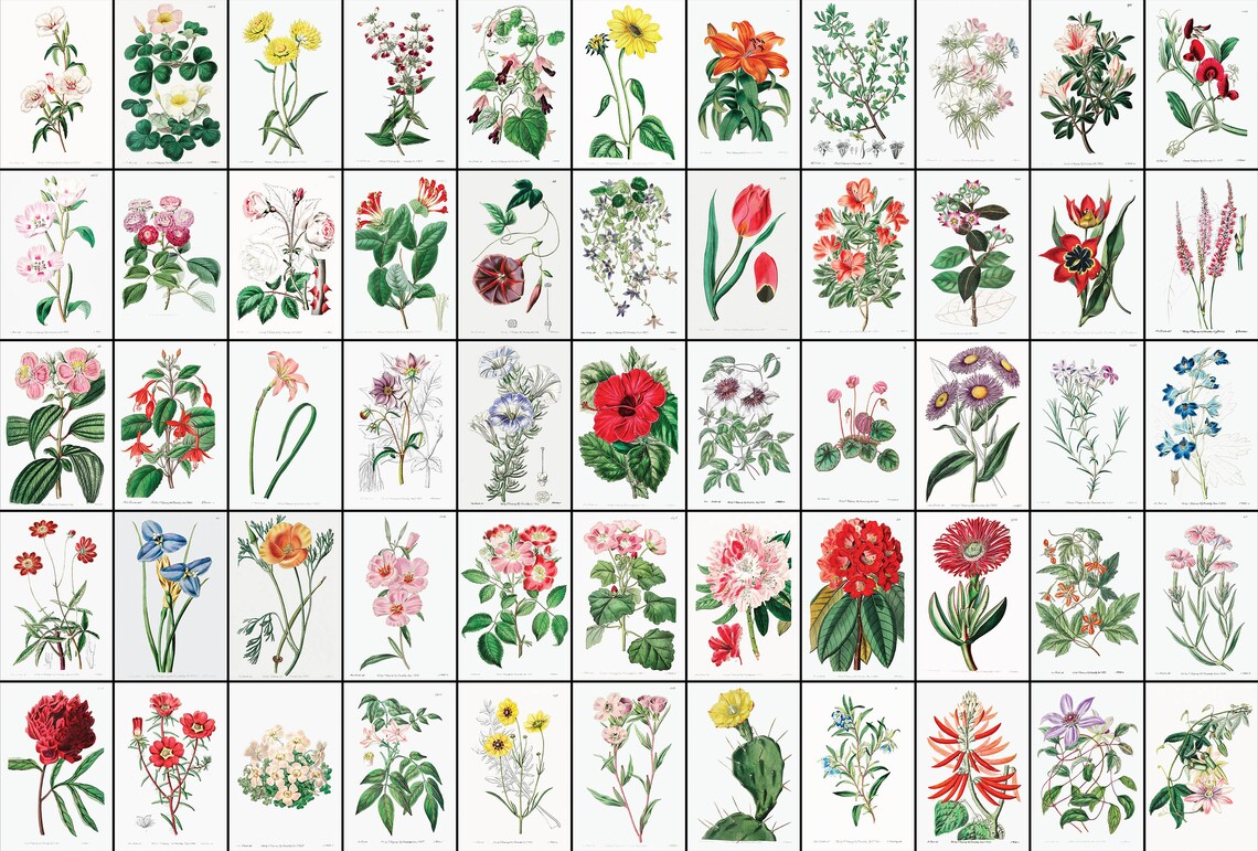 110 Beautiful Flower Botanical Illustration Plates Vintage - Etsy