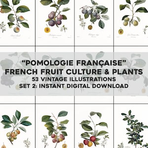 53 Pomology francese sbiancato frutta illustrazioni botanico / HQ immagine Bundle/stampabile Wall Art / Download digitale istantaneo uso commerciale 2