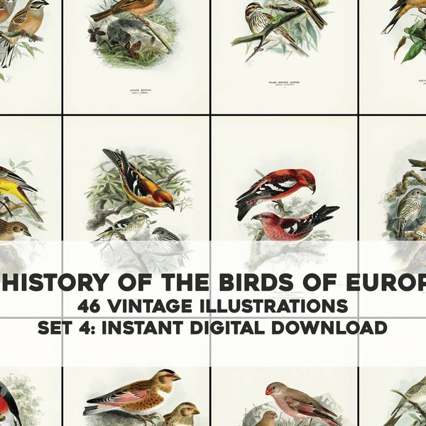 46 Beautiful History of Birds of Europe Illustrations | Image Bundle Printable Wall Art Bundle | Instant Digital Download Commercial Use 4