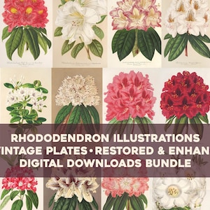 Vintage Rhododendron Ilustraciones Paquete de arte de pared imprimible Descarga digital Collage Kit Botánico Floral Ephemera Flores Uso comercial