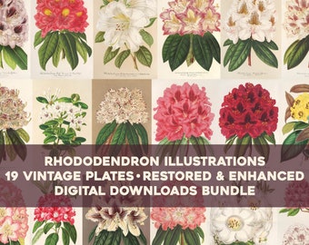 Vintage Rhododendron Illustrations Printable Wall Art Bundle Digital Download Collage Kit Botanical Floral Ephemera Flowers Commercial Use