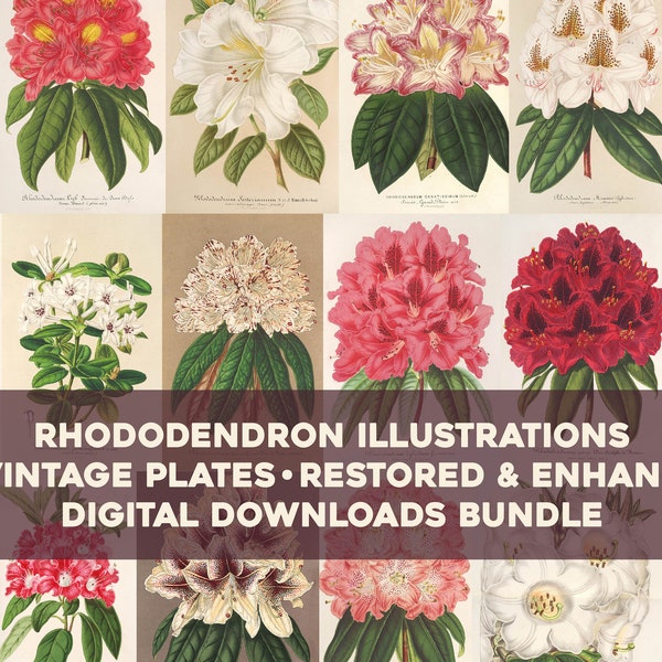 Vintage Rhododendron Illustrations Printable Wall Art Bundle Digital Download Collage Kit Botanical Floral Ephemera Flowers Commercial Use