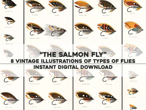 8 Awesome Salmon Trout Fly Fishing Flies Illustrations Image  Bundle/printable Wall Art Instant Digital Download Commercial Use -   Canada