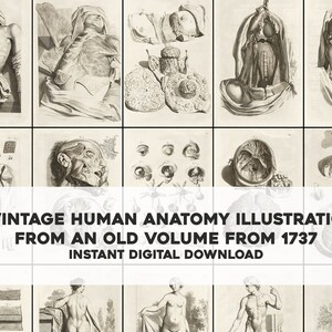 May include: A collection of 37 vintage human anatomy illustrations from an old volume from 1737. The illustrations are in black and white and depict various parts of the human body, including the heart, lungs, brain, and muscles.