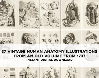 37 驚異的な人体解剖図 死後の世界のイラスト | 画像バンドル 印刷可能