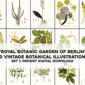 30 Königlich Botanischer Garten Berlin Blumen botanische Illustrationen | Bild Bundle/Druckbare Wandkunst | Sofortiger digitaler Download Kommerzielle Nutzung