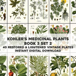 40 Whitened Kohler's Medicinal Plant Illustrations Book 3 Set 2 | HQ Image Bundle | Instant Digital Download | Physical Commercial Use