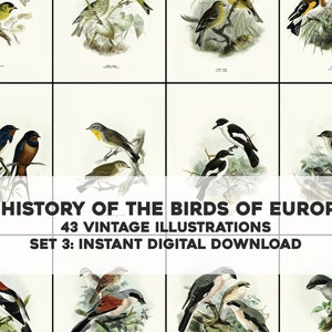 43 Bella historia de las ilustraciones de las aves de Europa / Paquete de imágenes Paquete de arte de pared imprimible / Descarga digital instantánea Uso comercial 3