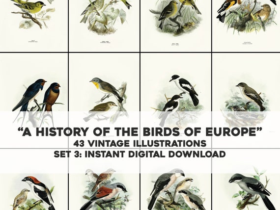 43 Beautiful History of Birds of Europe Illustrations