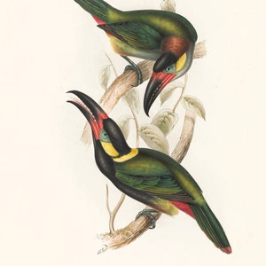 May include: Two toucans perched on a branch. The toucans have black beaks with a yellow tip, green and blue bodies, and red accents. The toucans are on a branch with green leaves.