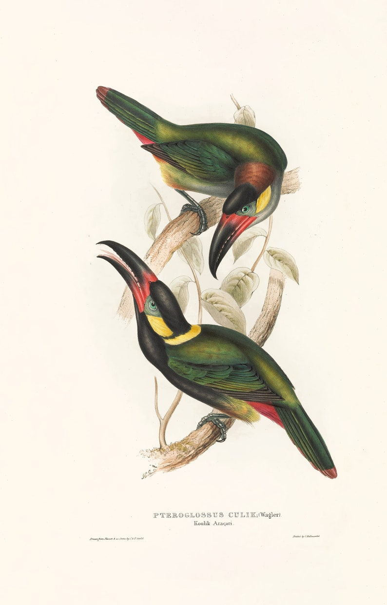 May include: Two toucans perched on a branch. The toucans have black beaks with a yellow tip, green and blue bodies, and red accents. The toucans are on a branch with green leaves.