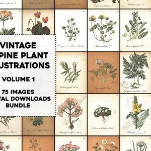 75 Hermosas placas de ilustración de plantas alpinas antiguas Paquete de arte de pared imprimible vintage Descarga digital instantánea Uso comercial