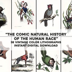 38 extrañas imágenes satíricas Historia natural cómica / Paquete de imágenes / Paquete de arte imprimible / Descarga digital instantánea Uso comercial
