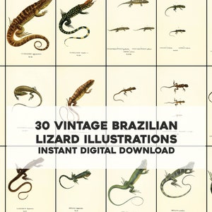 30 Brazilian Lizards South American Herpetology Illustrations | Image Bundle Printable Wall Art | Instant Digital Download | Commercial use