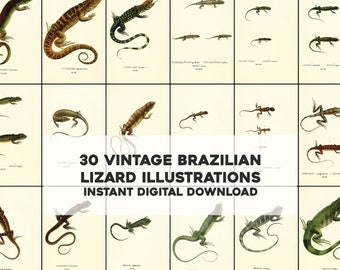 30 Brazilian Lizards South American Herpetology Illustrations | Image Bundle Printable Wall Art | Instant Digital Download | Commercial use