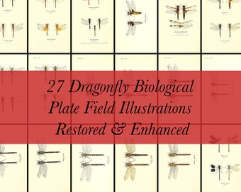 May include: A collection of 27 restored and enhanced dragonfly illustrations. The illustrations are in black and white and feature various dragonfly species. The title "27 Dragonfly Biological Plate Field Illustrations Restored & Enhanced" is displayed in red at the top of the image.