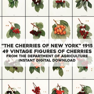 49 ciliegie di New York illustrazioni fotografiche botanico / HQ immagine Bundle/stampabile Wall Art / Download digitale istantaneo uso commerciale