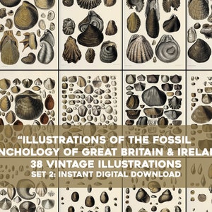 38 Fossile Conchology Muschel Illustrationen Naturgeschichte | Bild Bundle Druckbare Wandkunst | Sofortiger digitaler Download Kommerzielle Nutzung 2