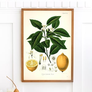 Lemon Zitrus Pflanze Print | Einzelne druckbare Wandkunst | Kohlers Heilpflanzen | Vintage Botanische Illustration Digital Download
