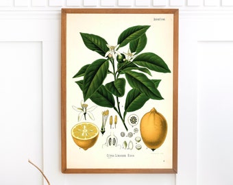 Citroen Citrusplant Print | Enkele afdrukbare Wall Art | Kohlers geneeskrachtige planten | Vintage Botanische Illustratie Digitale Download