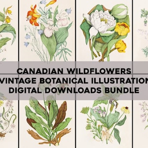 Ilustrações de flores silvestres canadenses vintage para impressão pacote de arte de parede download digital kit de colagem flor botânica floral efêmera comercial