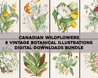 Vintage Canadian Wildflower Illustrations Printable Wall Art Bundle Digital Download Collage Kit Botanical Floral Ephemera Flower Commercial