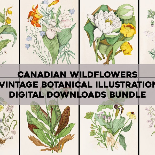 Vintage Canadian Wildflower Illustrations Printable Wall Art Bundle Digital Download Collage Kit Botanical Floral Ephemera Flower Commercial