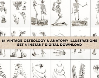 May include: A set of 61 vintage illustrations of human bones and skeletons. The illustrations are in black and white and have a detailed anatomical style. The title "61 Vintage Osteology & Anatomy Illustrations Set 1: Instant Digital Download" is displayed on a brown banner.