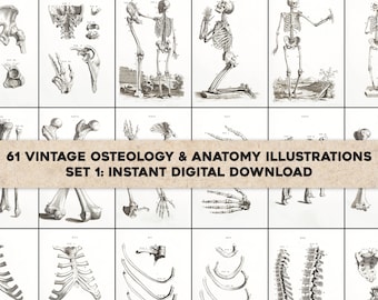 61 Osteographia Vintage Anatomy of Bones Illustrations | Image Bundle Printable Art | Instant Digital Download Commercial Use 1