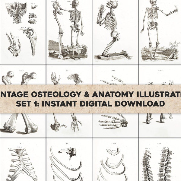 61 Osteographia Vintage Anatomy of Bones Illustrations | Image Bundle Printable Art | Instant Digital Download Commercial Use 1