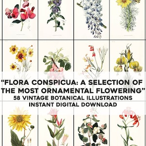 58 illustrations botaniques de Flora Conspicua | Bundle d'images vintage, papier pour travaux manuels et artistiques imprimables | Téléchargement numérique instantané Utilisation commerciale